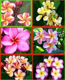 Комнатная  Плюмерия