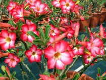 Розовый PINK